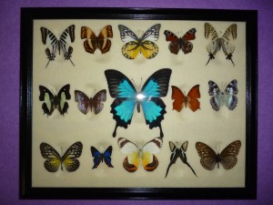 mounted butterflies