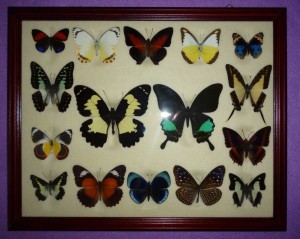 mounted butterflies - unique butterflies