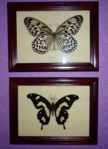 2 framed butterflies