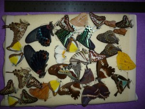 dried butterflies